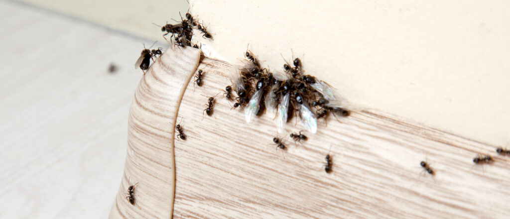 Common Entry Points for Pests in Homes