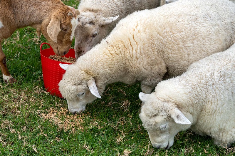 Feeding Sheep Through the Seasons: Changing diets for summer and winter